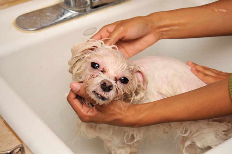 Does bathing a dog in dawn kill fleas clearance